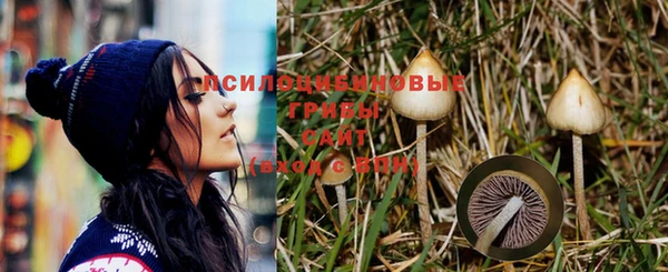 сатива Бородино